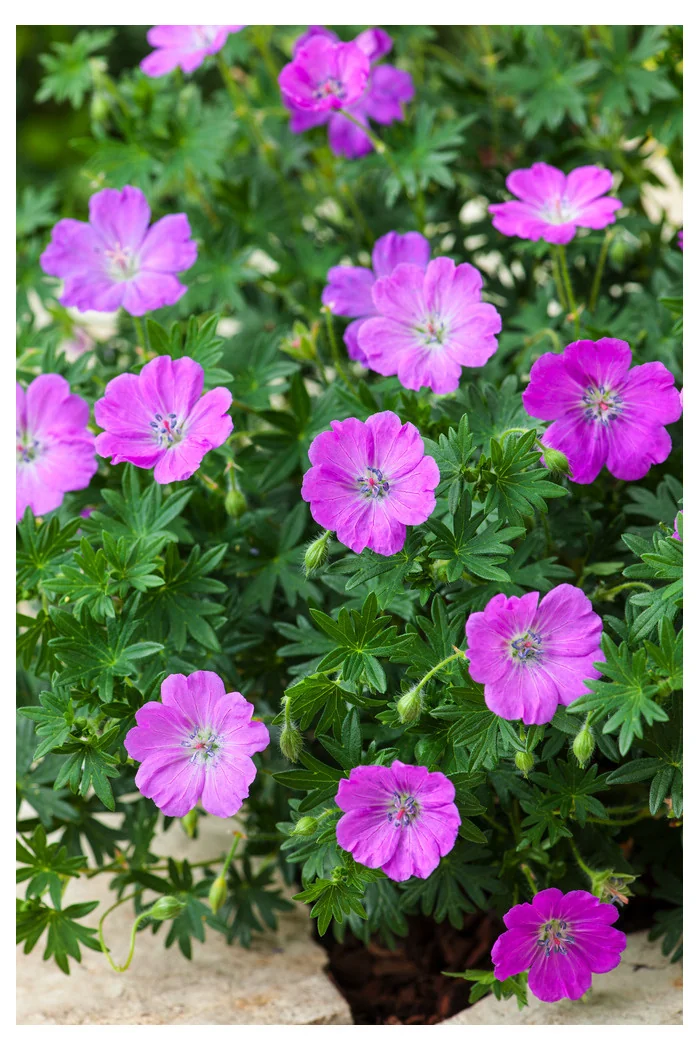 Bodziszek czerwony 'Max Frei' | Geranium sanguineum