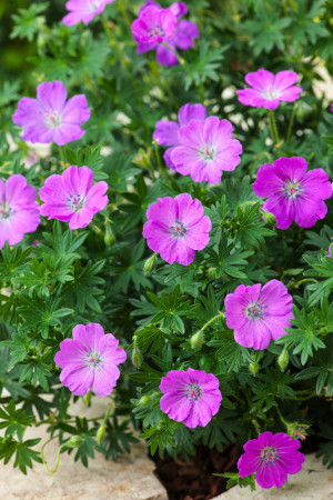 Bodziszek czerwony 'Max Frei' | Geranium sanguineum