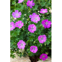 Bodziszek czerwony 'Max Frei' | Geranium sanguineum