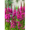 Krwawnica pospolita 'Robin' | Lythrum salicaria