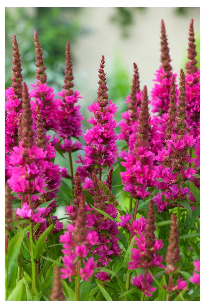 Krwawnica pospolita 'Robin' | Lythrum salicaria