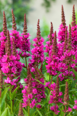 Krwawnica pospolita 'Robin' | Lythrum salicaria