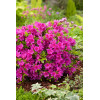 Azalia japońska 'Geisha Purple' | Azalea japonica