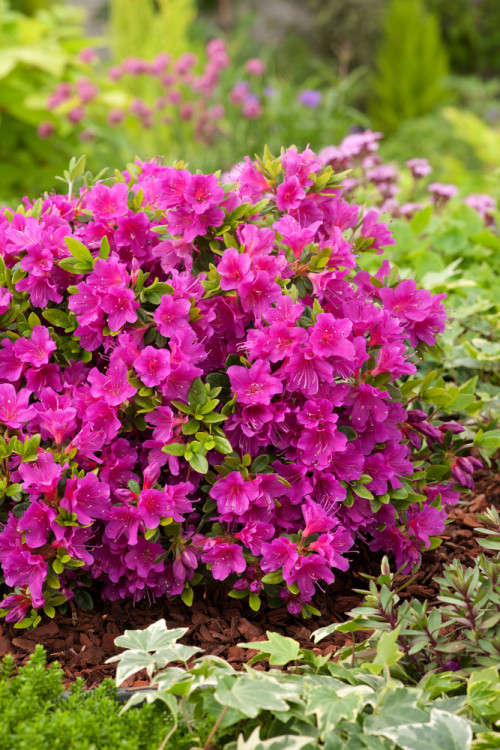 Azalia japońska 'Geisha Purple' | Azalea japonica