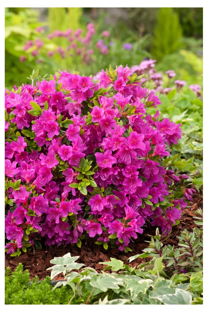 Azalia japońska 'Geisha Purple' | Azalea japonica