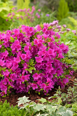 Azalia japońska 'Geisha Purple' | Azalea japonica