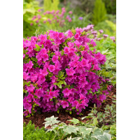 Azalia japońska 'Geisha Purple' | Azalea japonica