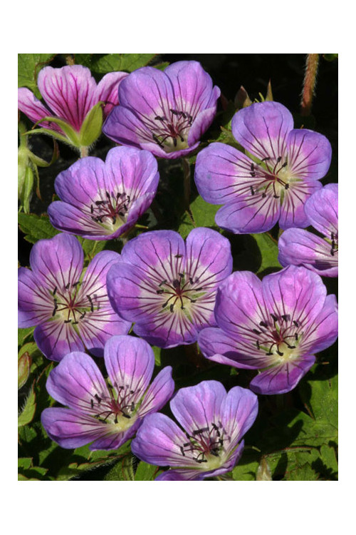 Bodziszek 'Sweet Heidy' | Geranium