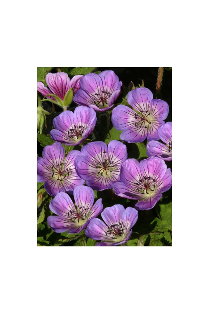 Bodziszek 'Sweet Heidy' | Geranium