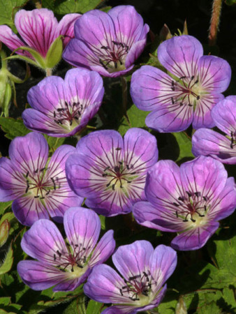 Bodziszek 'Sweet Heidy' | Geranium