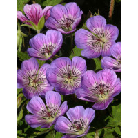 Bodziszek 'Sweet Heidy' | Geranium