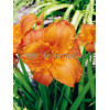 Liliowiec 'Mauna Loa' | Hemerocallis