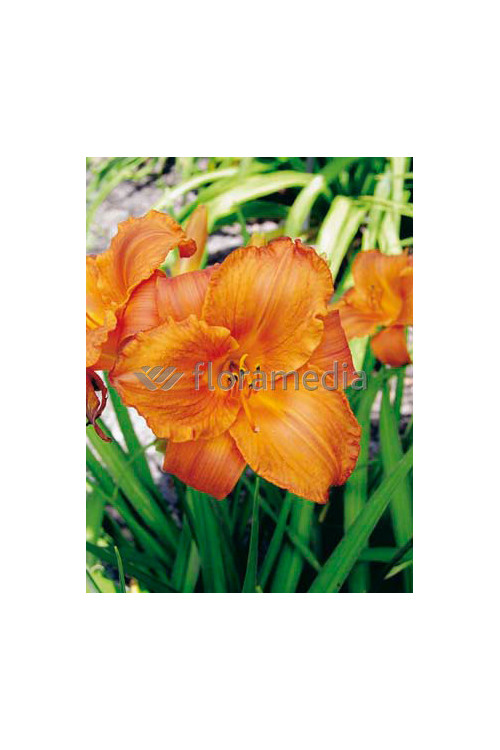 Liliowiec 'Mauna Loa' | Hemerocallis