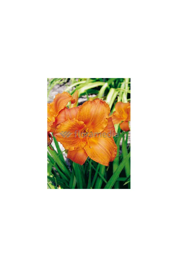 Liliowiec 'Mauna Loa' | Hemerocallis