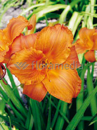 Liliowiec 'Mauna Loa' | Hemerocallis