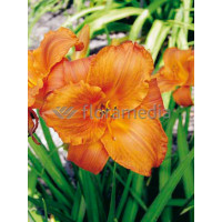 Liliowiec 'Mauna Loa' | Hemerocallis