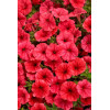 Supertunia MINI Vista 'Coral'