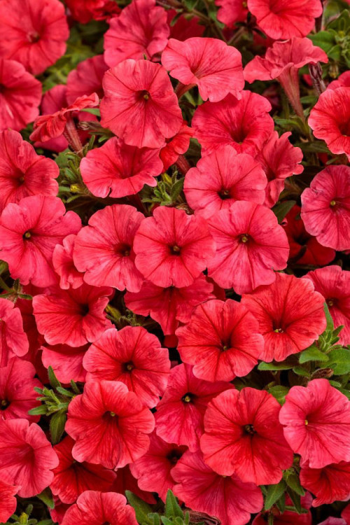 Supertunia MINI Vista 'Coral'