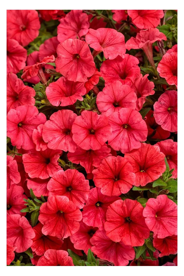 Supertunia MINI Vista 'Coral'