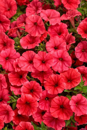 Supertunia MINI Vista 'Coral'