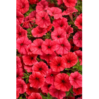 Supertunia MINI Vista 'Coral'