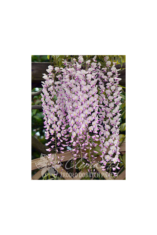 Glicynia chińska 'Honbeni' (różowa) | Wisteria sinensis