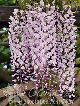 Glicynia chińska 'Honbeni' (różowa) | Wisteria sinensis