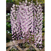 Glicynia chińska 'Honbeni' (różowa) | Wisteria sinensis