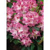 Rododendron 'Hachmann's Charmant' Rhododendron