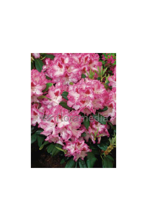 Rododendron 'Hachmann's Charmant' Rhododendron