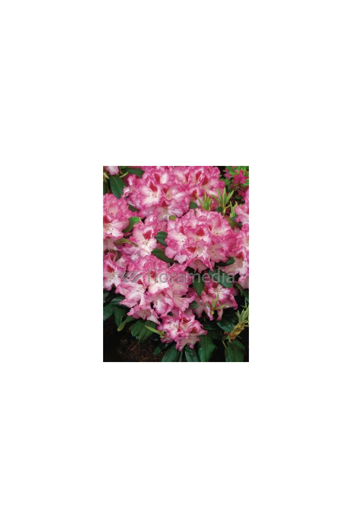 Rododendron 'Hachmann's Charmant' Rhododendron