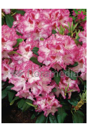 Rododendron 'Hachmann's Charmant' Rhododendron