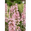 Krwawnica pospolita 'Blush' | Lythrum salicaria