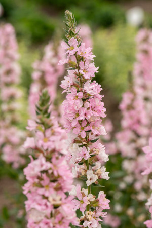 Krwawnica pospolita 'Blush' | Lythrum salicaria