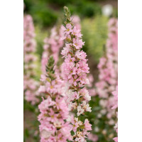 Krwawnica pospolita 'Blush' | Lythrum salicaria