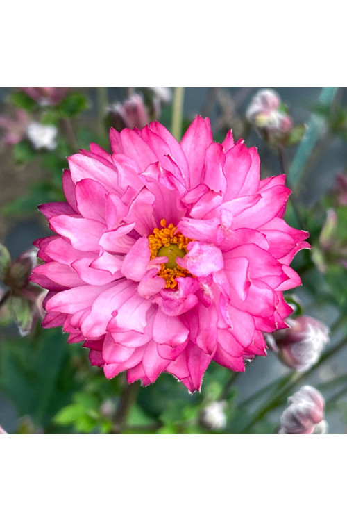 Zawilec 'PUFF Pink' | Anemone hybrida