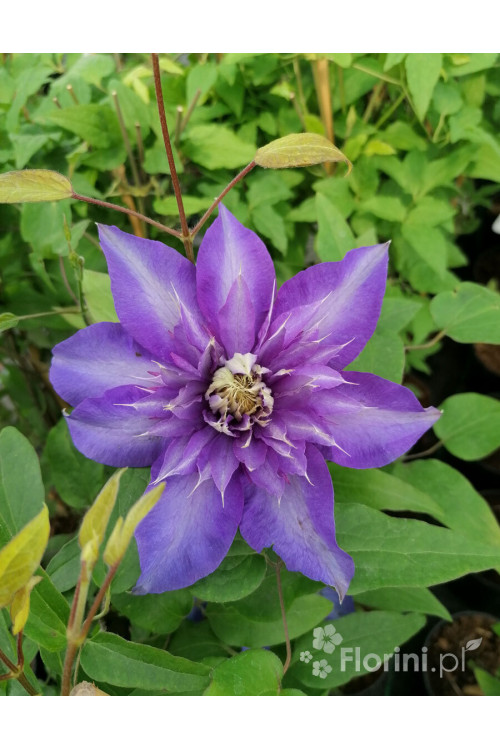 Powojnik 'Multi Blue' | Clematis