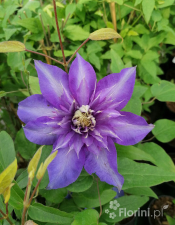 Powojnik 'Multi Blue' | Clematis