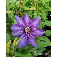 Powojnik 'Multi Blue' | Clematis