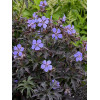 Bodziszek 'Black Beauty' Geranium pratense