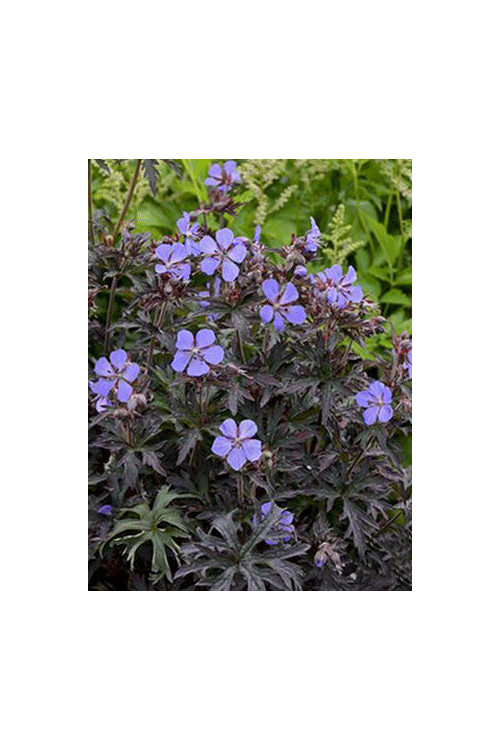 Bodziszek 'Black Beauty' Geranium pratense