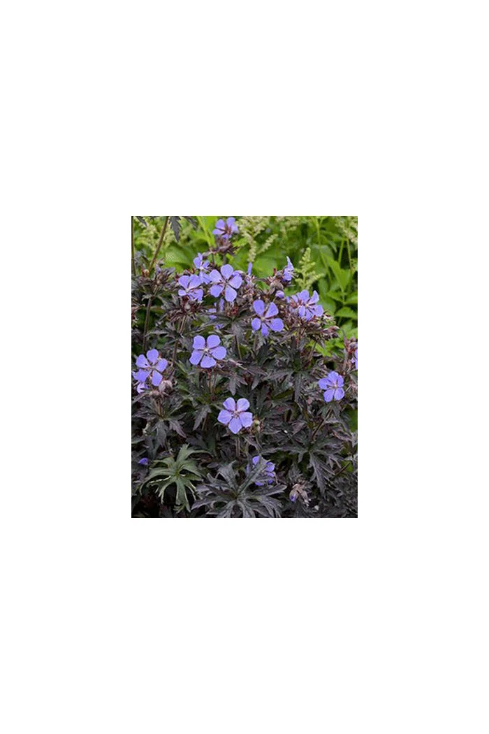 Bodziszek 'Black Beauty' Geranium pratense