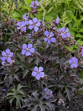 Bodziszek 'Black Beauty' Geranium pratense