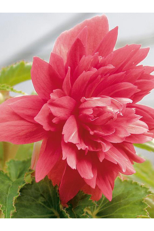 Begonia Belleconia 'Rose'