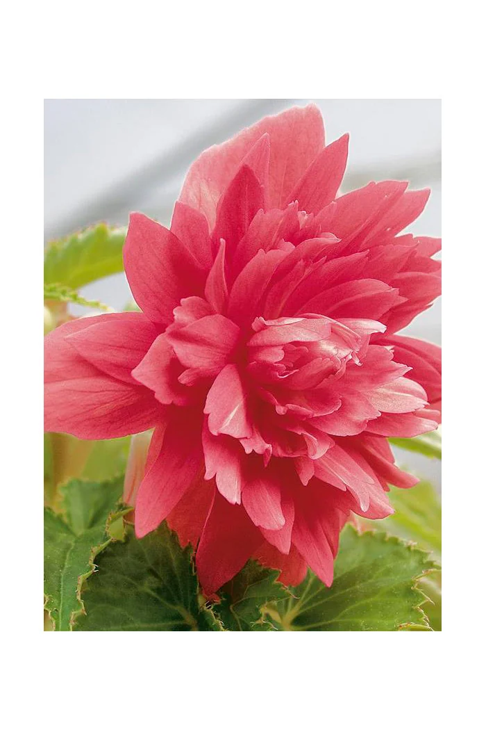 Begonia Belleconia 'Rose'