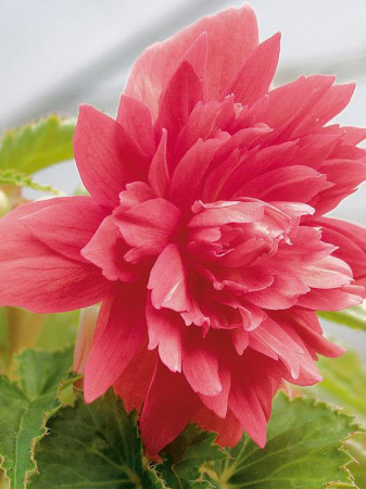 Begonia Belleconia 'Rose'