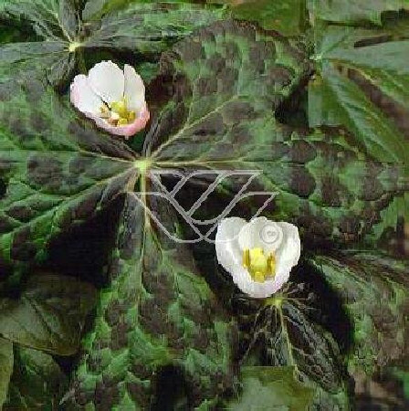 Stopowiec himalajski Podophyllum hexandrum