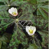 Stopowiec himalajski Podophyllum hexandrum