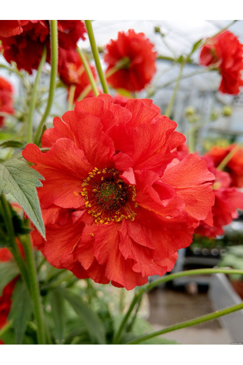 Kuklik 'Samba Sunset' | Geum