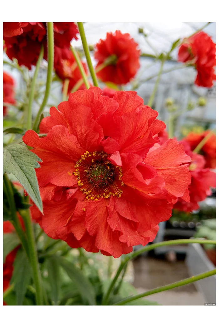 Kuklik 'Samba Sunset' | Geum